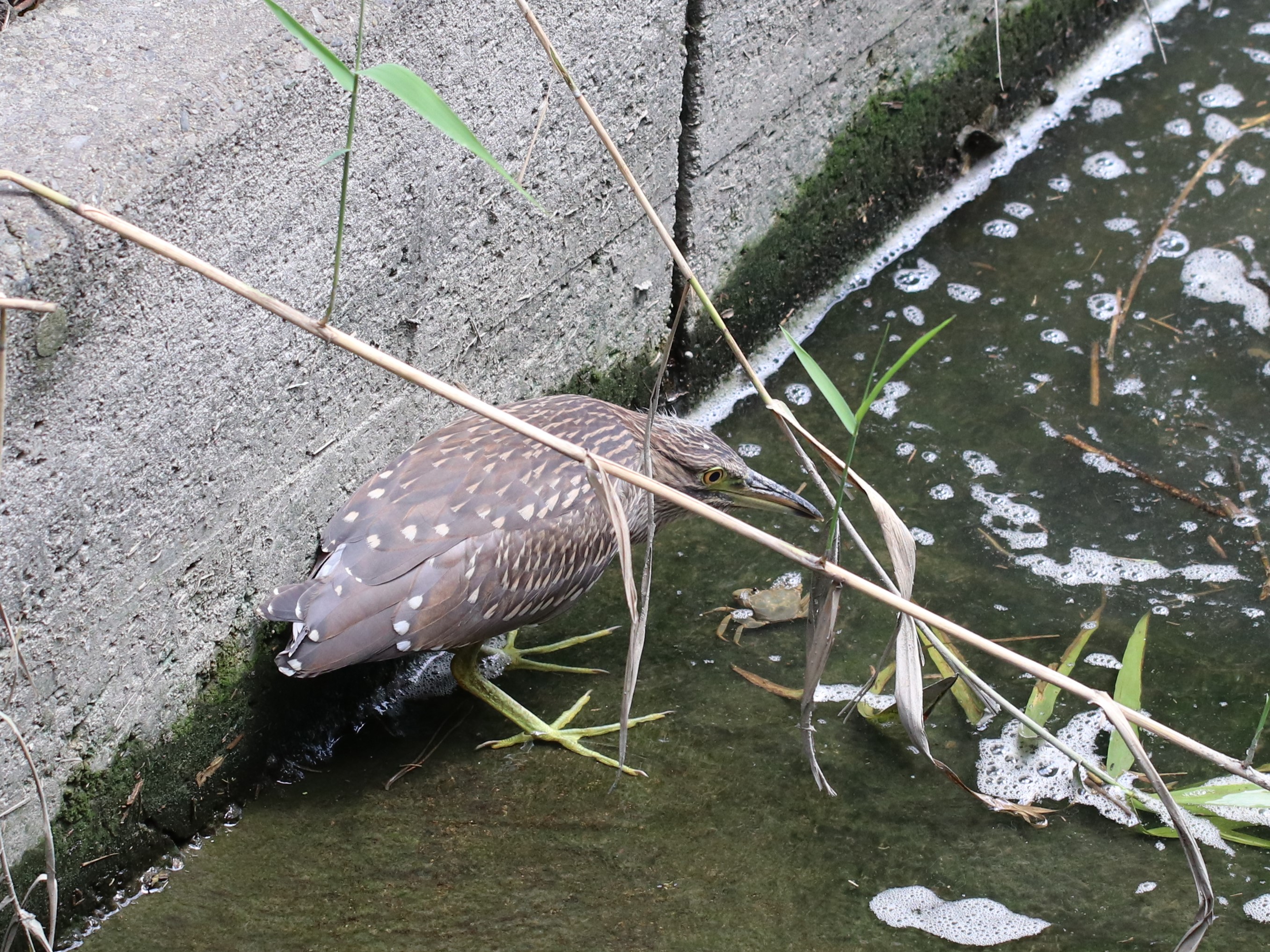 水路のゴイサギ